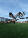 Back Blur!