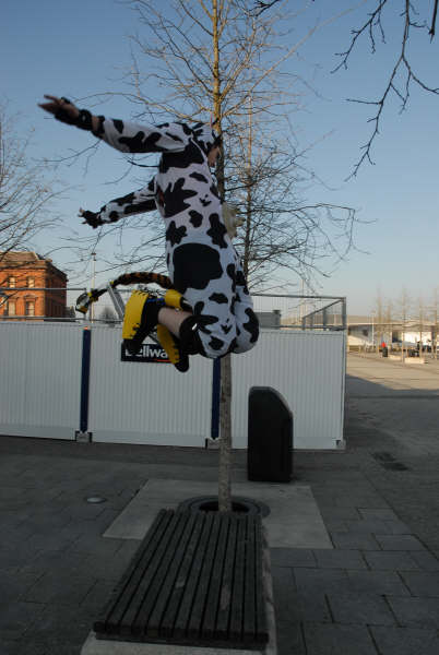 Cow jumps over the bench