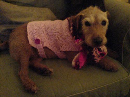 dog coat i made for gregs dog